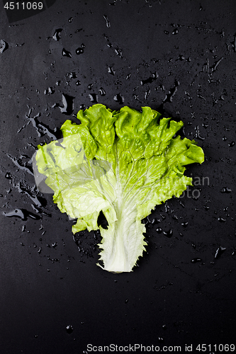 Image of Green organic lettuce salad leaf on black wet background.