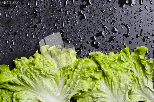 Image of Green organic lettuce salad leaves frame on wet black background