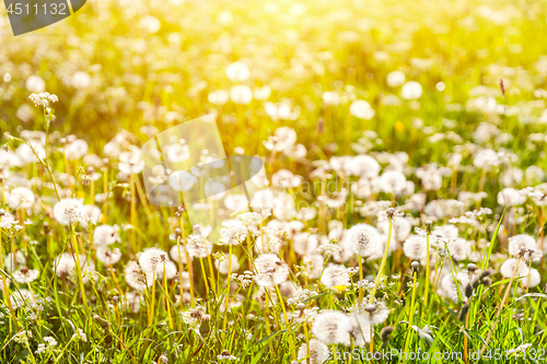 Image of Golden sunset on the meadow with dandelions - seasonal allergy