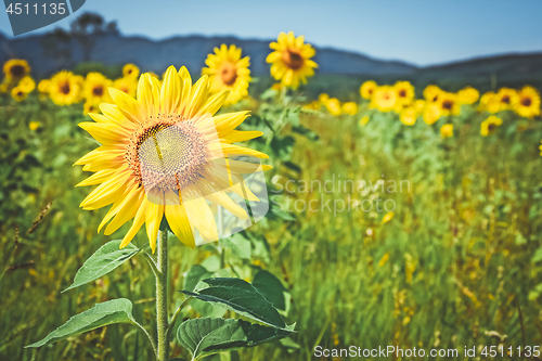 Image of Golden sunflowers in the summer field