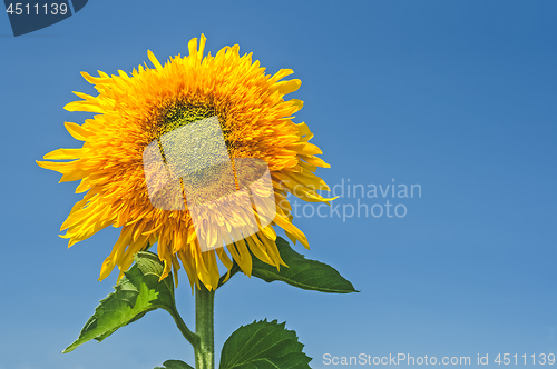 Image of Golden sunflower under blue sky