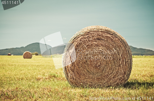 Image of Round bales of hay in the summer field