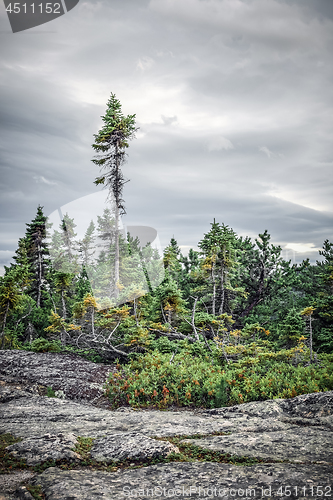 Image of Coniferous forest under dramatic sky