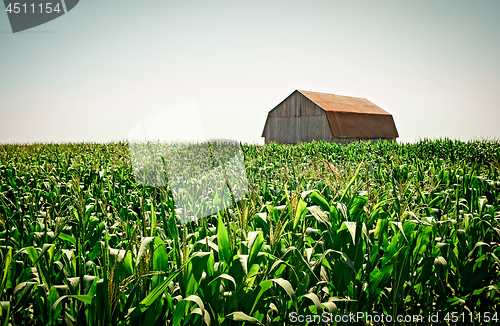 Image of Old wooden barn in the cornfield