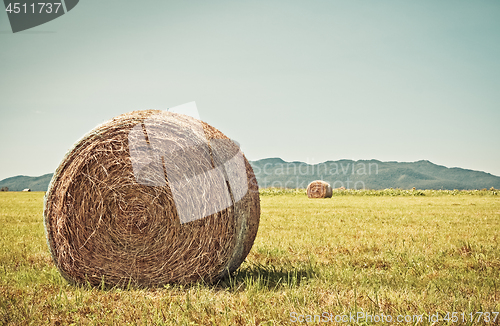 Image of Bale of hay in the sunny field