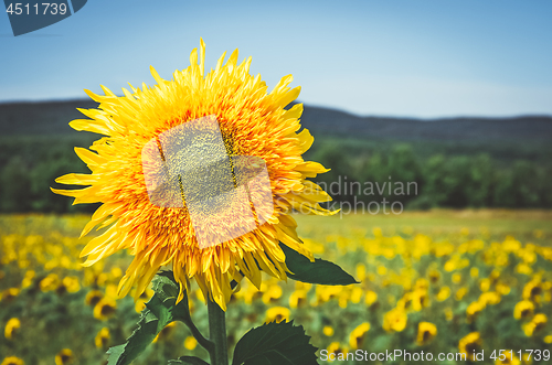 Image of Golden sunflower in the sunny field