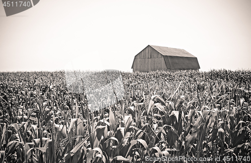 Image of Retro image of a barn in the cornfield