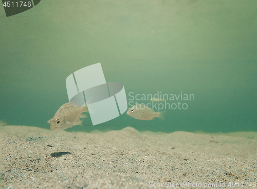 Image of Baby fish swimming along the sandy sea floor