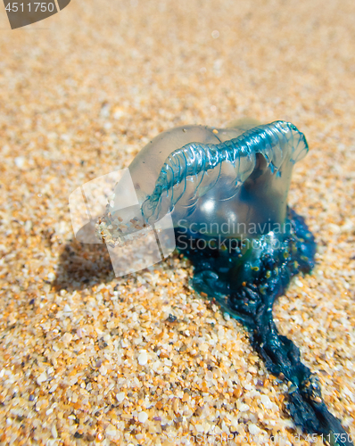 Image of Close up of Blue Bottle marine stinger on the sand