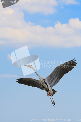 Image of Grey Heron Take-off
