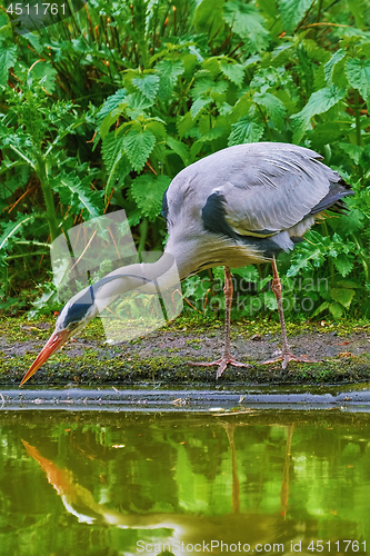 Image of Grey Heron on the Bank