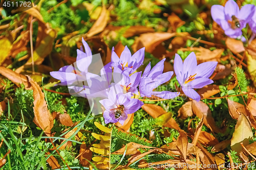 Image of Saffron Crocus Blooming