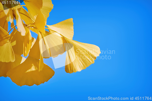 Image of Leaves of Ginkgo Biloba