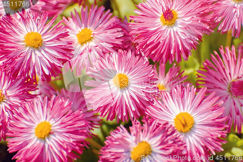 Image of Bellis Perennis Flowers