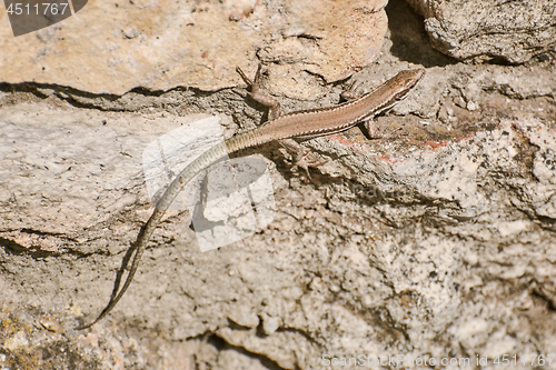 Image of Lizard on Stone