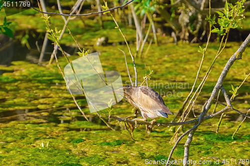 Image of Little Bittern (Ixobrychus Minutus)