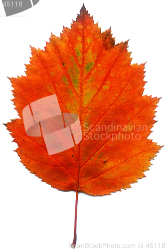 Image of Leaf