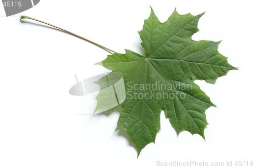 Image of Leaf