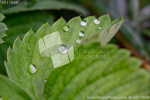 Image of Close-up of strawberry leaves with droplets of dew.Natural background