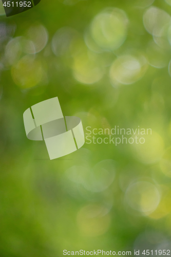 Image of Colorful green natural blurred background with bokeh effect.