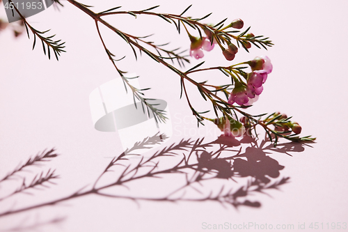 Image of Blossom a branch of spring colorful pink flowers and buds on a p