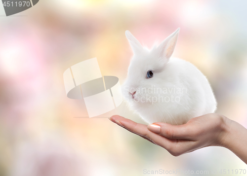 Image of Easter rabbit on woman\'s hand