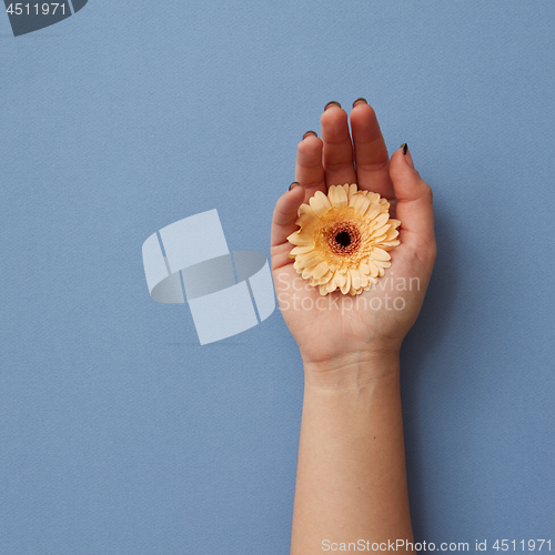 Image of A girl\'s hand holds an orange gerbera on a blue paper background