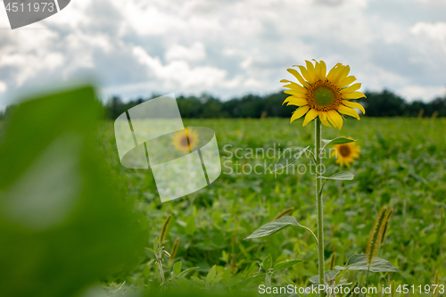 Image of Flowering sunflowers in a field against a gray cloudy sky on a summer day