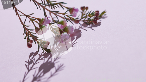 Image of Delicate spring pink flowers on a pink background. Spring time