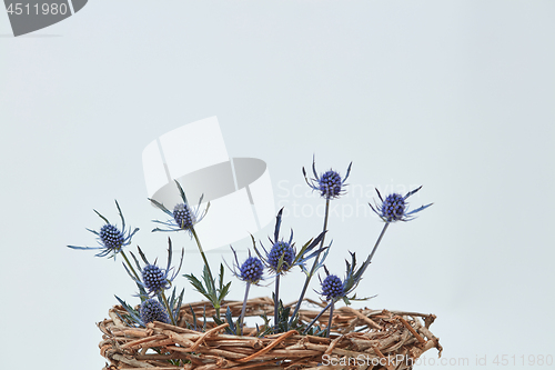 Image of Blue flowers eryngium in a nest of branches