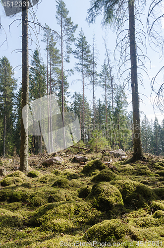 Image of Bright coniferous forest glade with moss covered ground