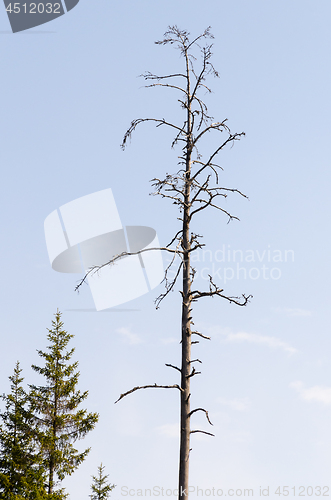 Image of Standing dead tree against a blue sky