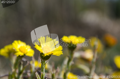 Image of Closeup of a beautiful blossom Coltsfoot flower with copy space