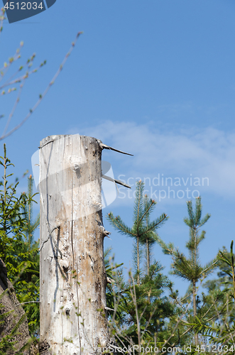 Image of Old weathered barkless tree stump against a blue sky