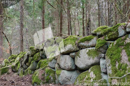 Image of Old moss grown dry stone wall in a forest