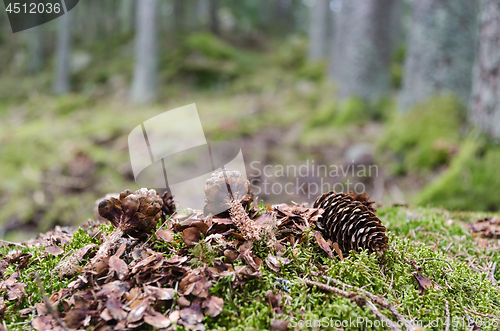 Image of Spruce cones in the forest eaten by a squirrel