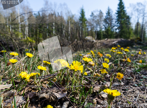 Image of Beautiful early blossom Coltsfoot flowers