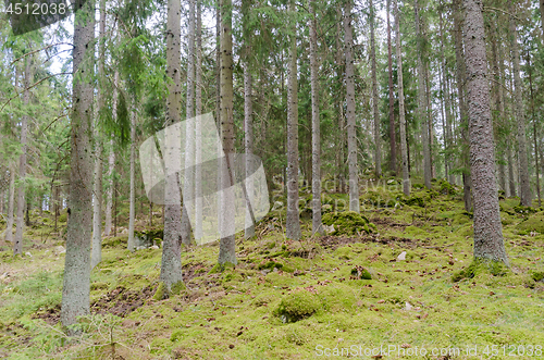 Image of Green mossy ground in a coniferous spruce tree forest