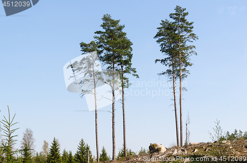 Image of Group with standing trees in a clear cut forest area