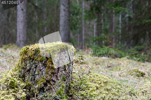 Image of Moss covered birch tree stump in a coniferous forest