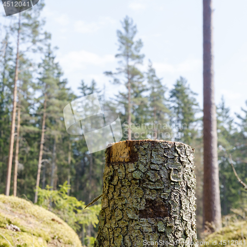 Image of Tree stump in a bright coniferous forest