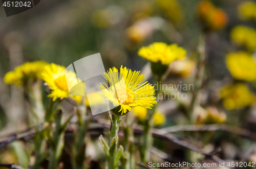 Image of Closeup of an early blossom Coltsfoot flower