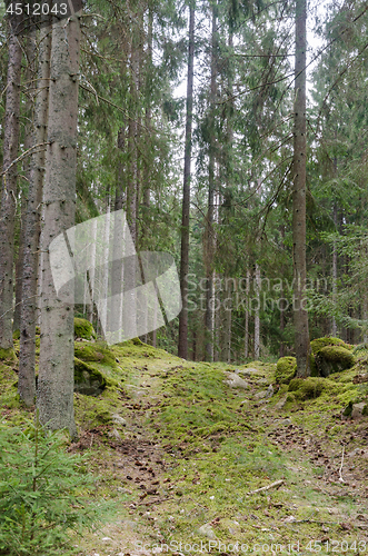 Image of Narrow country road in a mossy coniferous forest