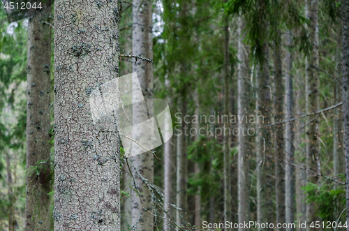 Image of Tree trunks in a spruce tree forest