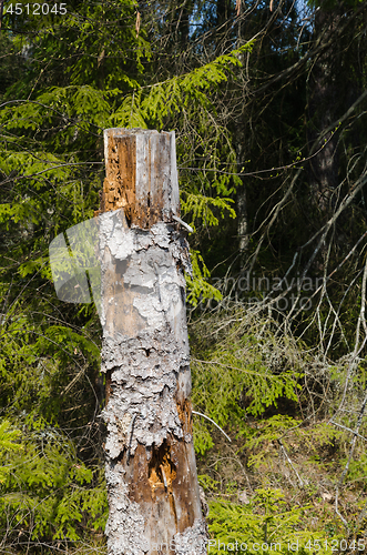 Image of Old weathered high tree stump in a coniferous forest