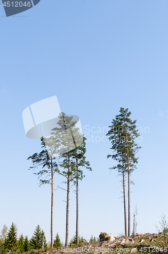 Image of Standing tall pine trees in a clear cut forest area