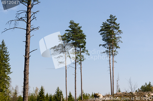 Image of Standing pine trees in a clear cut forest area