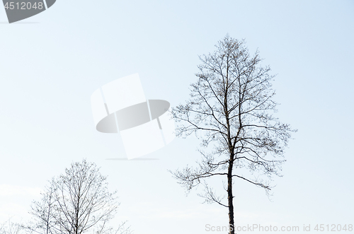 Image of Leafless alder trees silhouettes with copy space