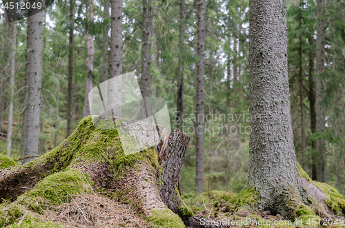 Image of Mossy tree stump in a coniferous forest
