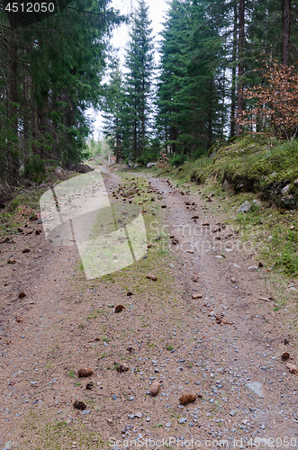 Image of Country road in the forest with cones on the ground